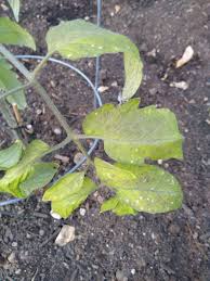 For many homeowners, the actual garden could be the reflection of their personality and creativity. Tomato Plant Stem And Leaves Turning Dark Green Black With Yellow Circles Gardening Landscaping Stack Exchange