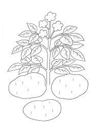 Free download 40 best quality potato coloring page at getdrawings. Potato Plant Coloring Page 1001coloring Com