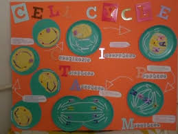 Cell Cycle Project Cells Project Cell Cycle Science Cells