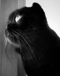 evlatlara sardim bu ara catlovers cats bw photooftheday blackwhite