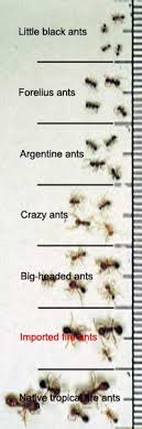 identifying fire ants ant pests