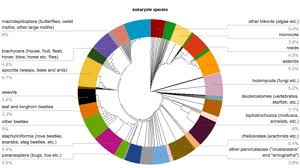 Insect Biodiversity Wikipedia