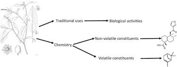 Image result for Croton madandensis