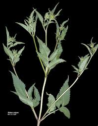 Image result for Bidens flagellata