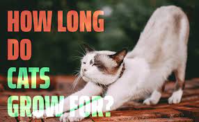 What age do cats stop growing? How Long Do Cats Grow For Catwiki