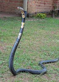 Forest Cobra Naja Melanoleuca Poisonous Snakes King Cobra Snake Reptiles And Amphibians