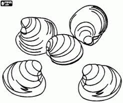 Malvorlagen fische muscheln ausmalbilder muscheln 1 coloriage 233 toile coquillage. 36 Muschel Zum Ausmalen Besten Bilder Von Ausmalbilder