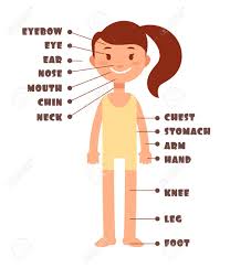 Cerebellum, cheek, cheeks, chin, dimples, ear, earache. Cartoon Little Girl Vocabulary Of Human Body Parts Vector Set Royalty Free Cliparts Vectors And Stock Illustration Image 96756437