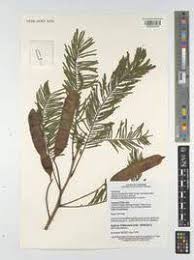 Image result for Acacia polyacantha