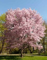 We did not find results for: Ornamental Cherry Tree Advice On Planting Pruning And Care