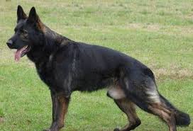 Check spelling or type a new query. Your Complete Guide To The Czech German Shepherd