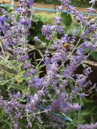 Image result for Perovskia atriplicifolia 'blue spire'