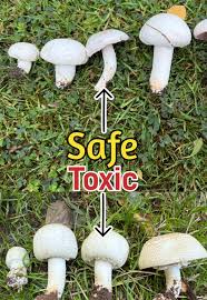 Image result for Brilliant White 1986 Sainsbury J