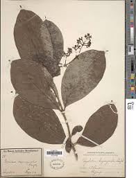 Image result for Gaertnera