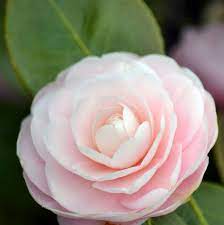 Camellias Flower Google Search Flowers Camellia Flower Flower Images