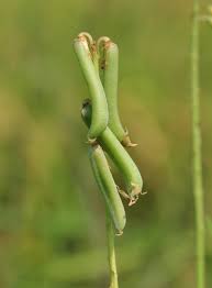 Image result for Crotalaria lotoides