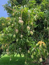 Neighbor S Mango Tree Heavy With Fruit Gardening Mango Tree Mango Plant Fruit Plants