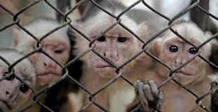 Image result for monkey cage