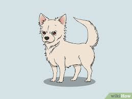 The complete chihuahua drawing tutorial in one image. How To Draw A Chihuahua With Pictures Wikihow