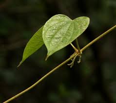 Image result for Dioscorea schimperiana