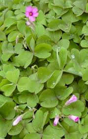 Image result for Oxalis semiloba