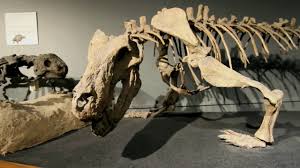 Lots To See And Do At The Arizona Museum Of Natural History Youtube