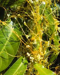 Image result for Cuscuta hyalina