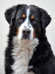 Liebhaberzucht von berner sennenhunden im dcbs e.v. Berner Sennenhund Rassebeschreibung Wesen Haltung Und Pflege