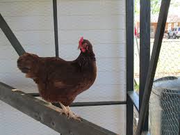 16 week old rhode island red rooster and point of lay.chapters0:00 intro0:27 rooster comb & wattles0:31 hen pecking my finger0:36 the hen comb & wattles1:40. Rhode Island Red Hen 6 Months Old Rhode Island Red Hen Rhode Island Red Chicken Breeds