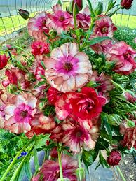 Image result for Ranunculus multifidus