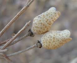 Image result for Thamnosma rhodesica