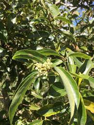 Image result for Cryptocarya liebertiana