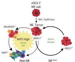 Although navigating lung cancer 360° of hope strives to present only accurate information, readers should not consider it as professional advice, which can only be given by a health care provider. Https Www Cell Com Cancer Cell Pdf S1535 6108 20 30218 X Pdf