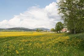 Sumava The Last Wilderness Tschechien Bohmerwald Und Reiseideen