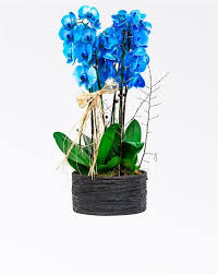 Sona Alti Dal Mavi Orkide Orkideler Tillandsia Cicek