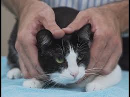 Bir Kedi Yerden Nasil Alinir