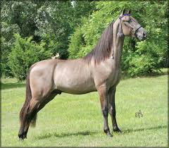 Tennessee Walking Horse Stallion At Stud Im Dunbelievable