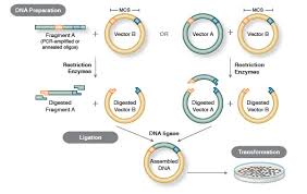 Much of the research in cloned and gm animals has been this would also have benefits for genetic modification. Foundations Of Molecular Cloning Past Present And Future Neb