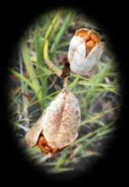 Image result for Ferraria glutinosa