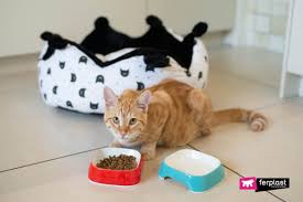 Pet sitting rates are about $20 per day on average. How Much Must The Cat Eat Recommended Daily Dose
