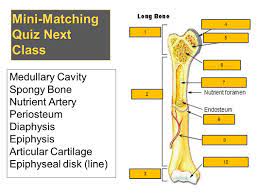 We did not find results for: Skeletal System Ppt Video Online Download