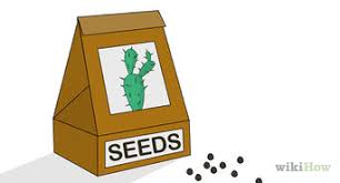 Ouch, that must hurt a bit @_@''. 3 Ways To Remove Cactus Needles Wikihow