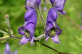 The lowest price you'll find! Aconitum Degeni Wikipedia