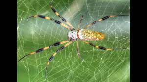 Here you can see a small cross spider in the process of building its web. Golden Silk Orb Weaver Spider Youtube