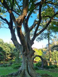 Image result for Celtis mildbraedii