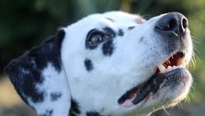 Searching for full breed akc dalmatian breeders and puppies for sale? The History Of Dalmatians In The Fire Service