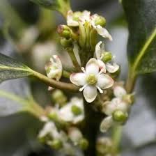 Holly Bach Flower Remedies Flower Essence Shop Crystal Herbs