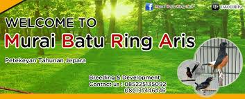 Keren 6 jenis pakan dan suara burung perkutut mp3 harga murai batu raja hoki burung rusak yang moncer kembali di. Murai Batu Ring Aris Posts Facebook
