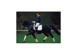 Maybe you would like to learn more about one of these? Select Breeders Services Dressage Royal