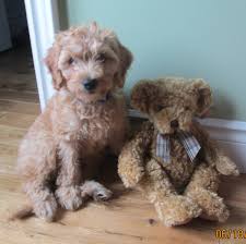 Check spelling or type a new query. High Time Australian Labradoodles